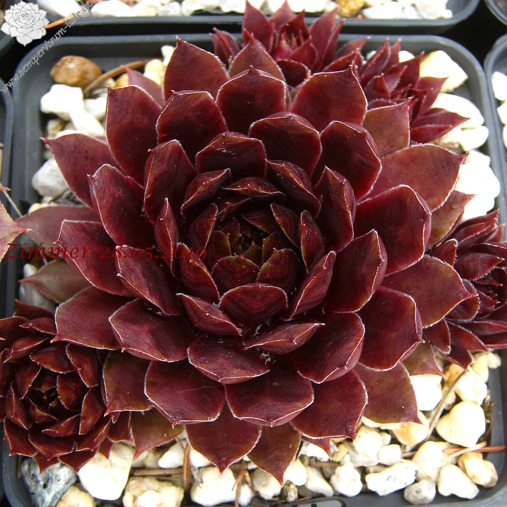 Purple Dazzler | Sempervivum-Liste